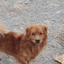 واگذاری سگ اشپیتز نرو ماده