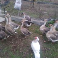 فروش قازلیندا وقوقاز