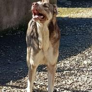 سگ پژدر پدر مادر دار واگزاری