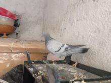 کبوتر پلاکی در شیپور