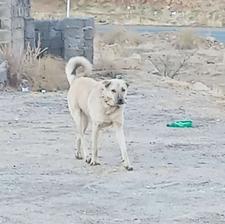 واگذار سگ گله بیسار خوب