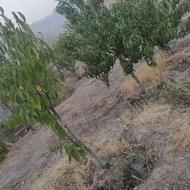 500 متر زمین برای باغ و ویلا