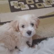 واگذاری سگ 50 روزه