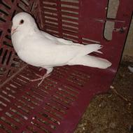 کبوتر پلاکی