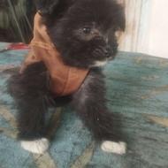 توله سگ پاه کوتاه