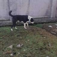 واگذاری سگ نگهبان،فقط تماس پاسگو هستم