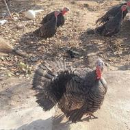 بوقلمون نر و ماده