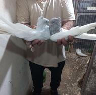 کبوتر زینتی کشیده بلند