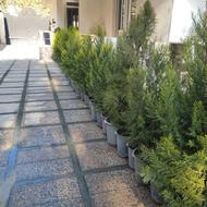 کاج لاوسون طلایی قدی 1/70