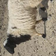 گوسفند نرفروش