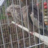 پرنده ، عروس هلندی