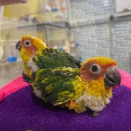 خورشیدی سان کانور