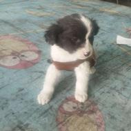 توله سگ ماده واگذاری