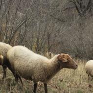 فروش گوسفند شکم دار