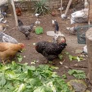 8تامرغ جون درشت نژاد دارویه خروس گلین 40تاج