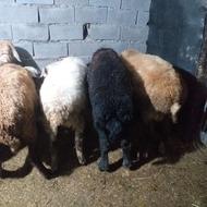 بره نر شیر مست