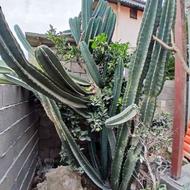 فروش گل کاکتوس