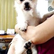 سگ پاکوتاه جنسیت نر حدودا کمتر از یکسال نژاد شیتزو