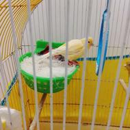 معاوضه قناری ماده با قناری نر.