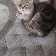 گربه اسکاتیش نر