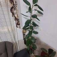 گُل گُ گردویی