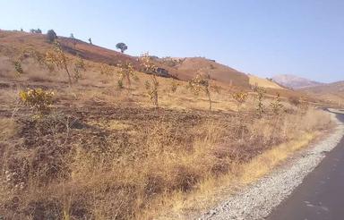 فروش گردو چنلر با باغ انگور