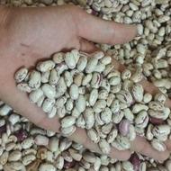 لوبیا چیتی کیاسر