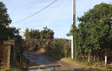 فروش باغ کیوی 5000 متر در خیابان شهدا با سند