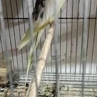 طوطی عروس معاوضه با جوجه غاز و اردک و غاز