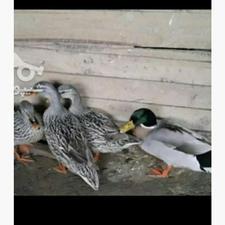 اردک پروازی