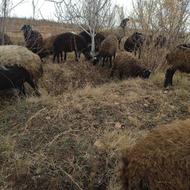 بره نر ماده سرحال