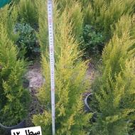 کاج لاوسون طلایی