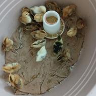 جوجه ده روزه