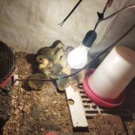 جوجه غاز محلی دورگه اوکراینی