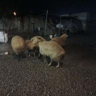 قوچ بزرگ خوب