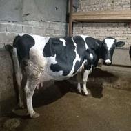 گاو داشتی شیری