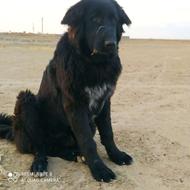 توله سگ قدرجونی .