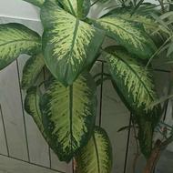 گل دفین باخی