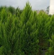 گلهای بیرونی