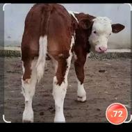 شیرخواروخوراک خور اصیل