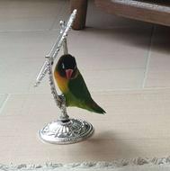 یک عددطوطی برزیلی نقاب مشکی اصل