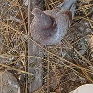 کبوتر یا کفتر