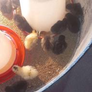 جوجه عربی یک هفته