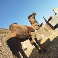 شتر آرام فروشی