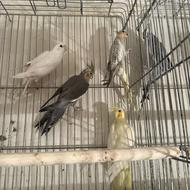 طوطی عروس هلندی