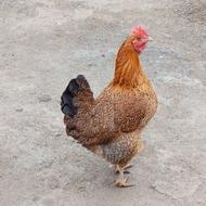 مرغ جوان 9 ماهه