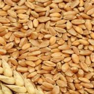 گندم قرمز زینه دیم