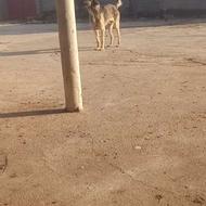 واگذار سگ نر عراقی 17ماهه