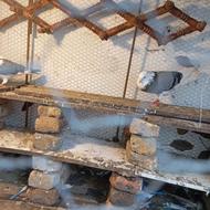 کبوتر پرشی شازده سبز