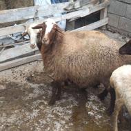 گوسفند فروشی